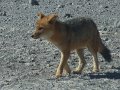 renard 2